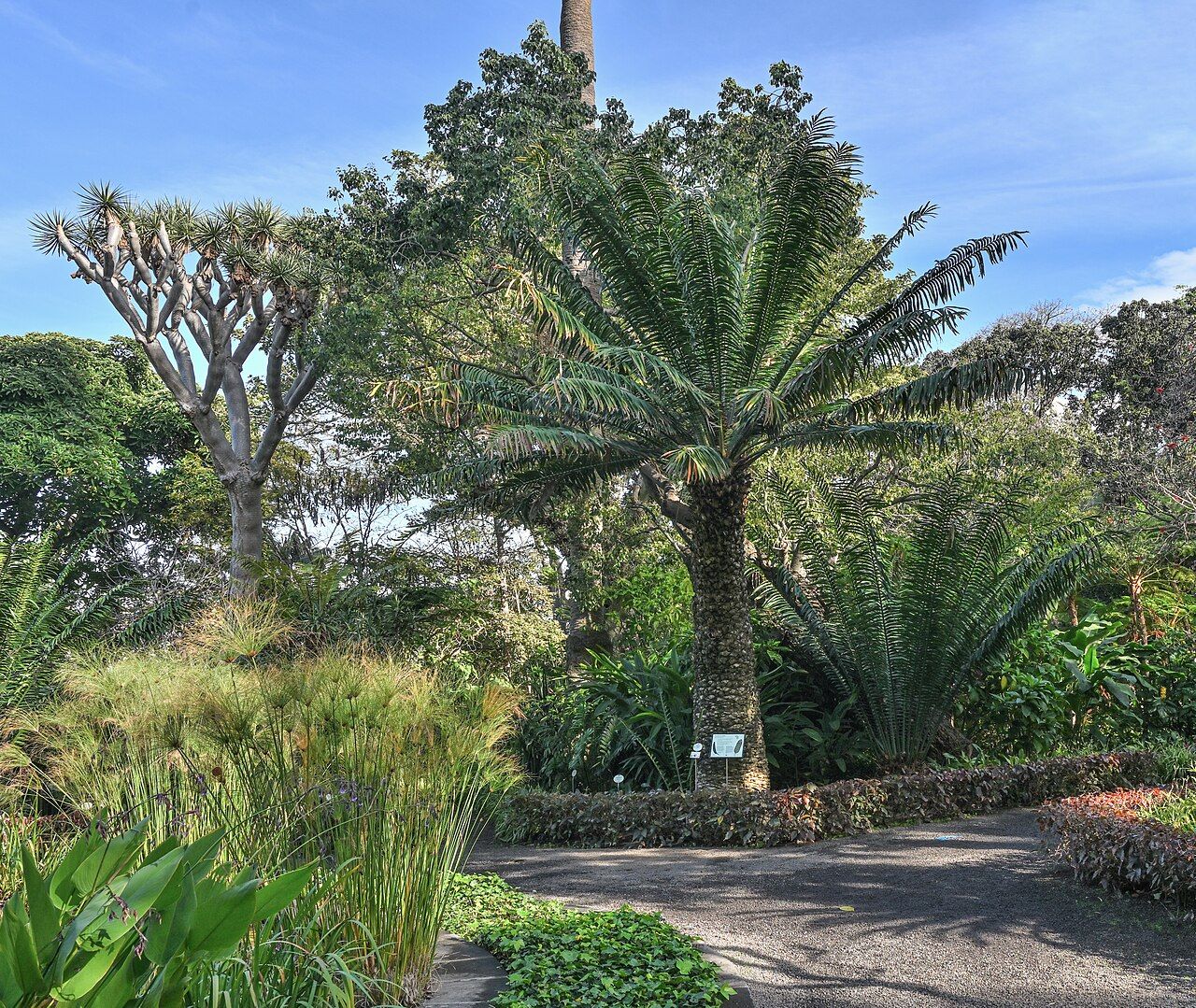 Cycads and tropical plants in the Puerto de la Cruz Botanical Garden