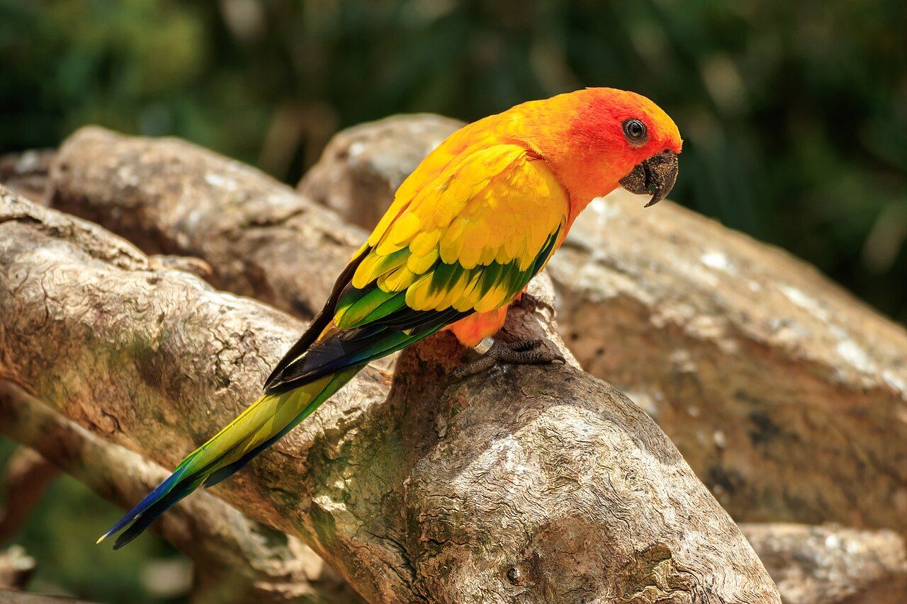 A bright yellow and orange sun parakeet at Loro Parque