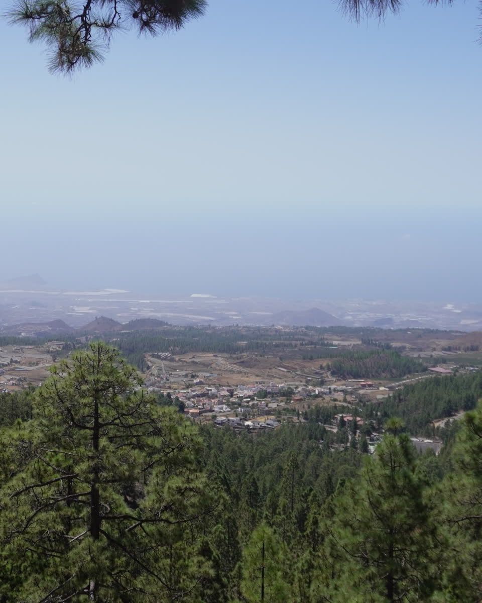 Canary pine forest on Tenerife with the coast in the distance