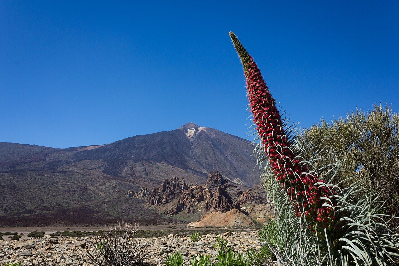 Mount Teide under a blue sky, with a red tajinaste flower in bloom
